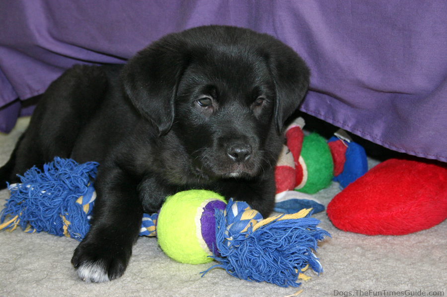 toys for lab puppies